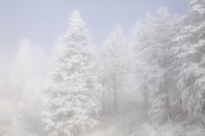 Picture of COLORADO, PIKE NF TREES WITH HOARFROST IN FOG