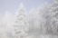Picture of COLORADO, PIKE NF TREES WITH HOARFROST IN FOG