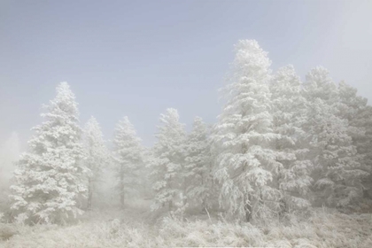 Picture of COLORADO, PIKE NF TREES WITH HOARFROST IN FOG