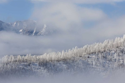 Picture of COLORADO HOARFROST COATS THE TREES OF PIKE NF