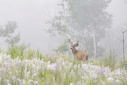 Picture of COLORADO, PIKE NF A MULE DEER IN FOGGY MEADOW