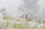 Picture of COLORADO, PIKE NF A MULE DEER IN FOGGY MEADOW
