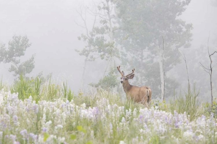 Picture of COLORADO, PIKE NF A MULE DEER IN FOGGY MEADOW