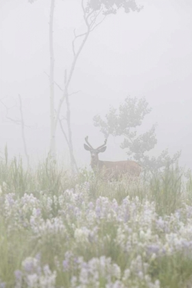 Picture of COLORADO, PIKE NF A MULE DEER IN FOGGY MEADOW