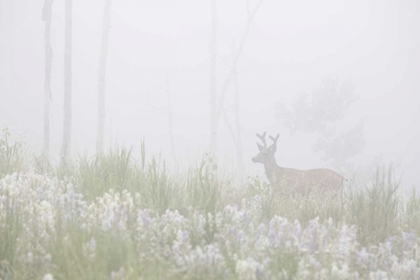 Picture of COLORADO, PIKE NF A MULE DEER IN FOGGY MEADOW