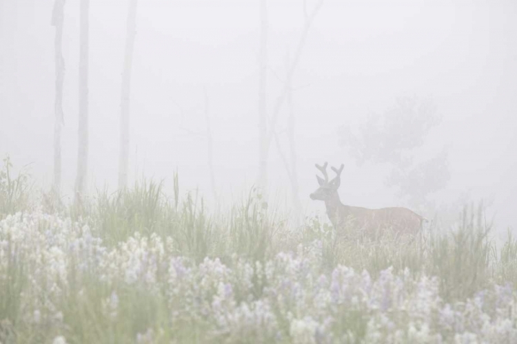 Picture of COLORADO, PIKE NF A MULE DEER IN FOGGY MEADOW