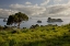 Picture of NEW ZEALAND, NORTH IS STINGRAY BAY AT SUNRISE