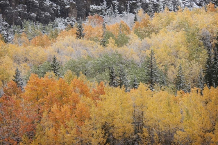 Picture of COLORADO, SAN JUAN MTS ASPENS AFTER SNOWSTORM