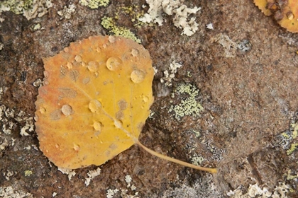 Picture of CO, GUNNISON NF ASPEN LEAF AND LICHEN ON ROCK