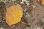 Picture of CO, GUNNISON NF ASPEN LEAF AND LICHEN ON ROCK