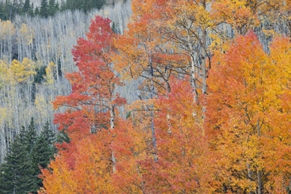 Picture of CO, SAN JUAN MTS ASPEN TREES IN AUTUMN COLORS