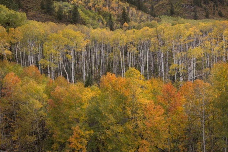 Picture of CO, WHITE RIVER NF ASPEN GROVE AT PEAK AUTUMN