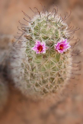 Picture of AZ, GRAND CANYON, FISHHOOK CACTUS WITH FLOWERS