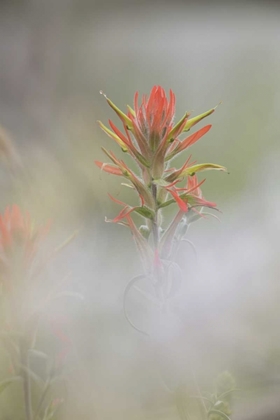 Picture of CO, PIKE NF INDIAN PAINTBRUSH IN FOGGY MEADOW