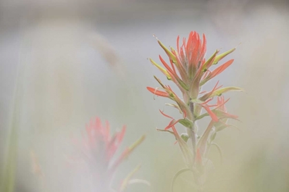 Picture of CO, PIKE NF INDIAN PAINTBRUSH IN FOGGY MEADOW