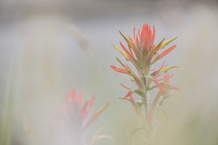 Picture of CO, PIKE NF INDIAN PAINTBRUSH IN FOGGY MEADOW