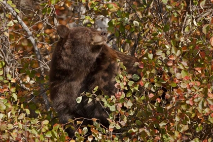 Picture of WY, GRAND TETONS BLACK BEAR FORAGING FOR FOOD