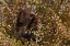 Picture of WY, GRAND TETONS BLACK BEAR FORAGING FOR FOOD