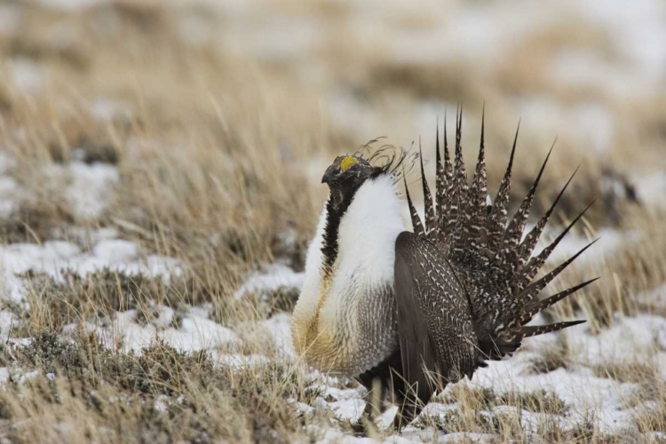 Picture of CO, NORTH PARK GREATER SAGE GROUSE IN DISPLAY