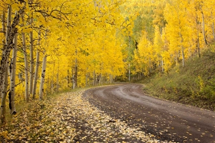 Picture of CO, UNCOMPAHGRE NF AUTUMN-COLORED ASPEN TREES