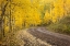 Picture of CO, UNCOMPAHGRE NF AUTUMN-COLORED ASPEN TREES