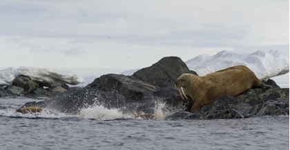 Picture of NORWAY, SVALBARD WALRUSES MOVING INTO THE WATER