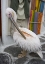 Picture of GREECE, MYKONOS, HORA PELICAN GROOMING IN ALLEY