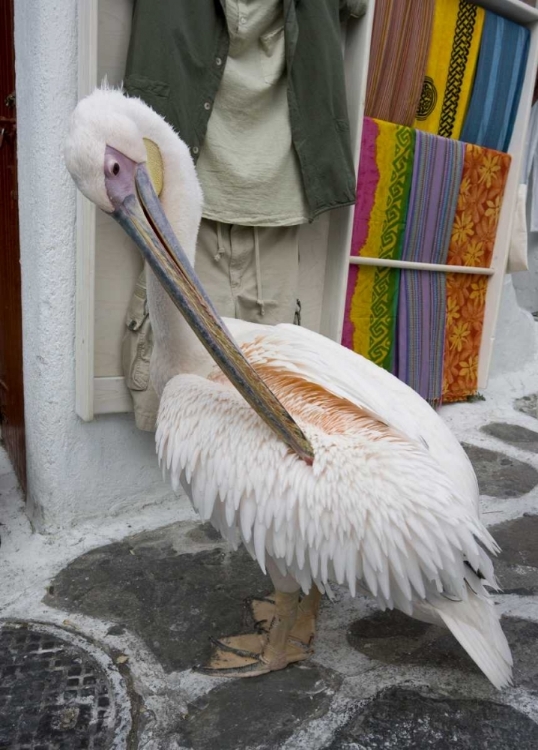 Picture of GREECE, MYKONOS, HORA PELICAN GROOMING IN ALLEY