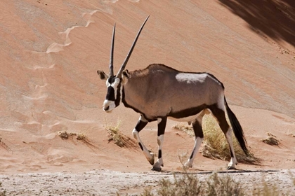 Picture of MALE ORYX, NAMIB NAUKLUFT, NAMIB DESERT, NAMIBIA