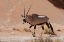 Picture of MALE ORYX, NAMIB NAUKLUFT, NAMIB DESERT, NAMIBIA