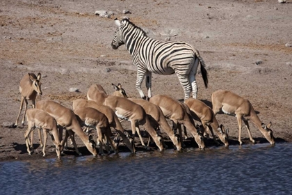 Picture of ZEBRA AND BLACK-FACED IMPALA, ETOSHA NP, NAMIBIA