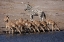 Picture of ZEBRA AND BLACK-FACED IMPALA, ETOSHA NP, NAMIBIA