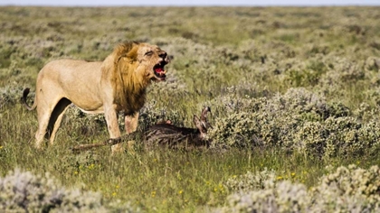 Picture of NAMIBIA, ETOSHA NP MALE LION ROARS OVER CARCASS