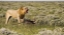 Picture of NAMIBIA, ETOSHA NP MALE LION ROARS OVER CARCASS