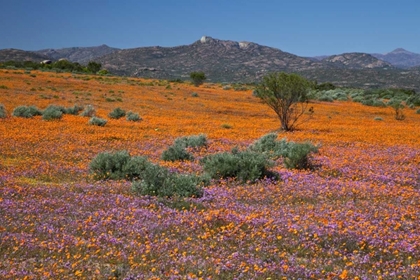 Picture of ORANGE PURPLE BLOSSOMS, NAMAQUA NP, SOUTH AFRICA