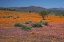 Picture of ORANGE PURPLE BLOSSOMS, NAMAQUA NP, SOUTH AFRICA