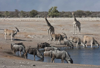 Picture of NAMIBIA, ETOSHA NP  ANIMALS AT CHUDOP WATERHOLE