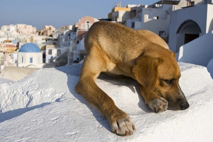 Picture of GREECE, SANTORINI, THIRA, OIA DOG ON VILLA ROOF