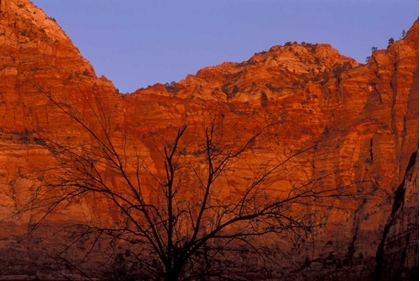 Picture of UT, ZION NP SILHOUETTE OF BARREN TREE AT SUNSET