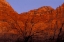 Picture of UT, ZION NP SILHOUETTE OF BARREN TREE AT SUNSET