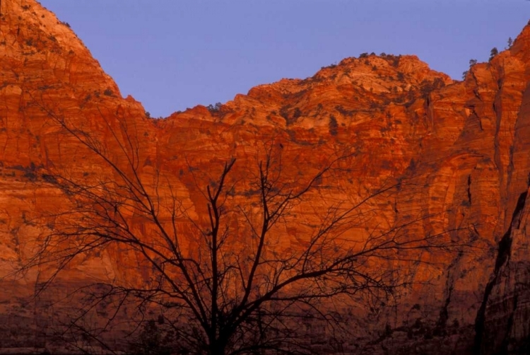 Picture of UT, ZION NP SILHOUETTE OF BARREN TREE AT SUNSET