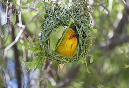 Picture of SLENDER-BILLED WEAVER, KAMIESKROON, SOUTH AFRICA