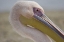 Picture of GREECE, MYKONOS CLOSE-UP OF HEAD OF PINK PELICAN
