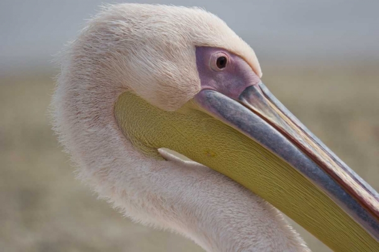 Picture of GREECE, MYKONOS CLOSE-UP OF HEAD OF PINK PELICAN
