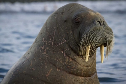 Picture of NORWAY, SVALBARD CLOSE-UP OF WALRUS IN THE WATER