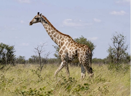 Picture of NAMIBIA, ETOSHA NP GIRAFFE WALKING THROUGH GRASS