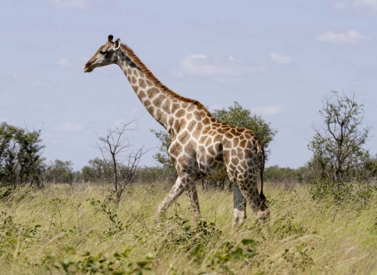 Picture of NAMIBIA, ETOSHA NP GIRAFFE WALKING THROUGH GRASS