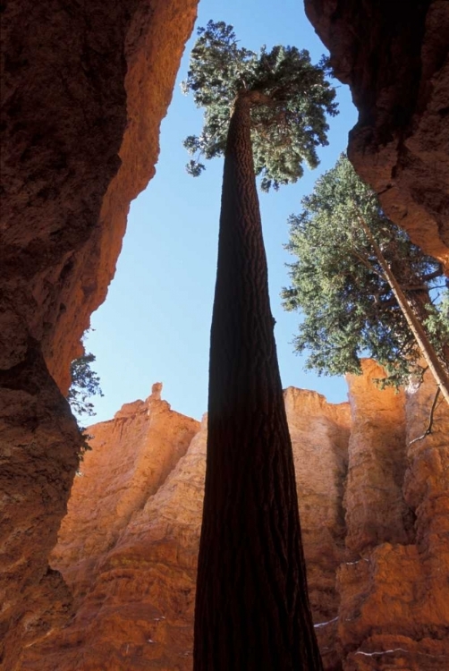 Picture of UT, BRYCE CANYON TALL PINE IN WALL STREET CANYON