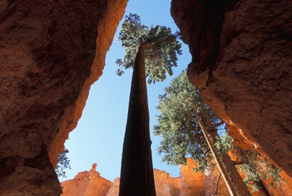 Picture of UT, BRYCE CANYON TALL PINE IN WALL STREET CANYON