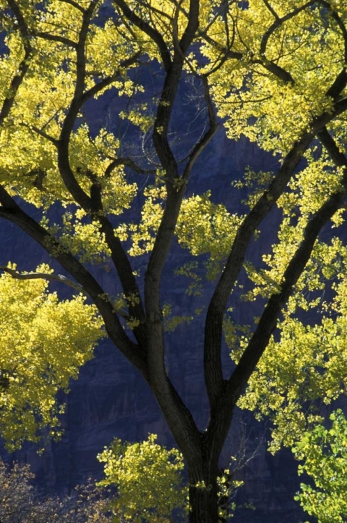 Picture of UT, ZION NP, GROTTO BACKLIT COTTONWOOD IN AUTUMN